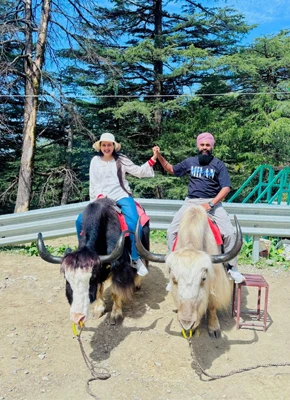 yak kufri shimla 1